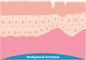 Мембранный потенциал